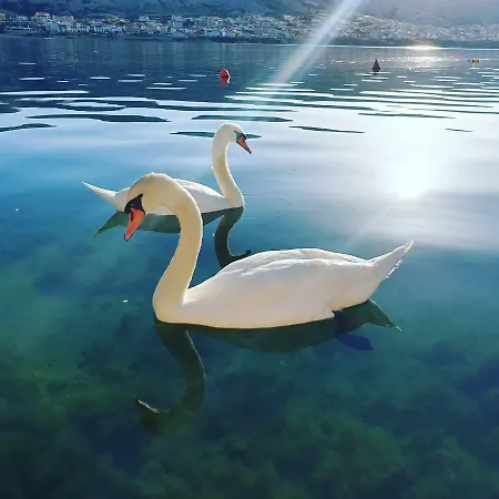 Apartman Vesna Pag *